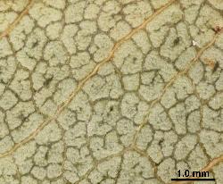
  Portion of the abaxial surface of a Hypericum calycinum leaf with distinctive reticulate tertiary veins.
 © Landcare Research 2010 